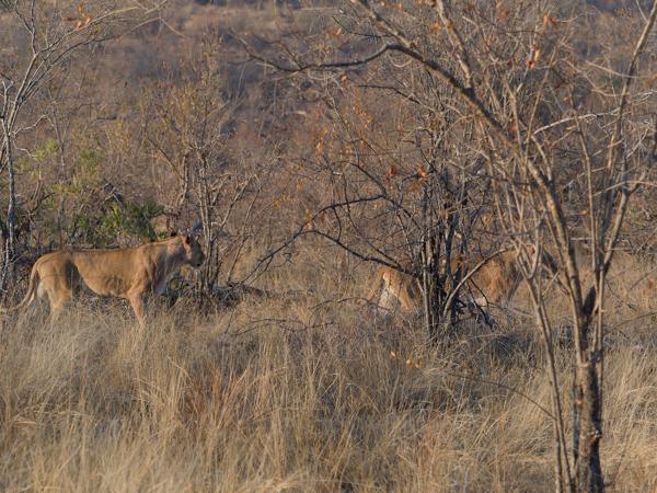 Leeuw (Panthera leo)